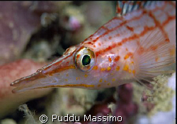 hawk fish,nikon f90x 105mm macro by Puddu Massimo 